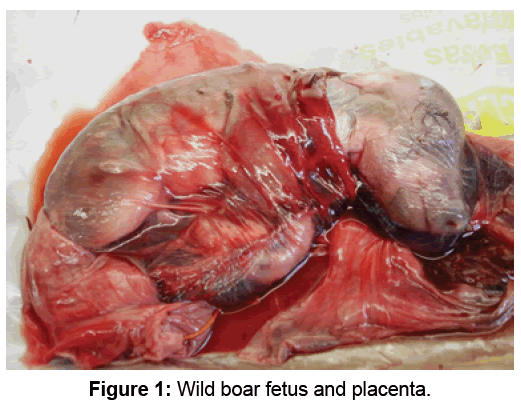 Electronic-Biology-Wild-boar-fetus