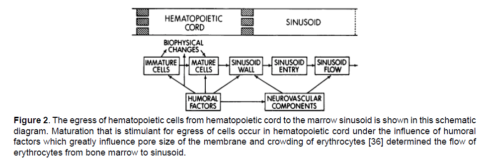Electronic-Biology-hematopoietic-cells