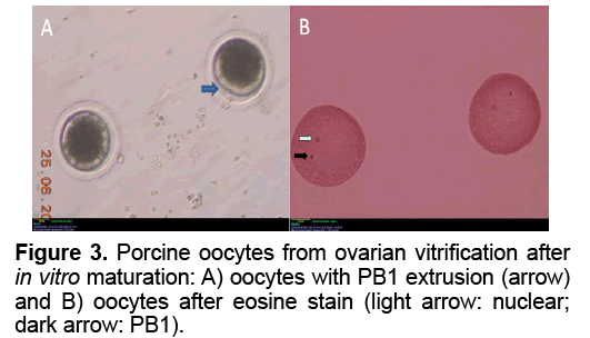Electronic-Biology-ovarian-vitrification