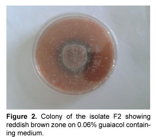 ejbio-6-Colony-isolate