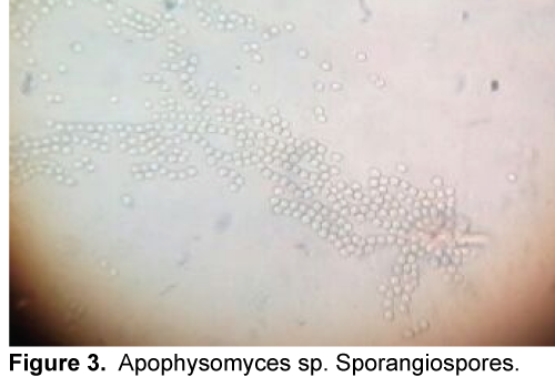 ejbio-Apophysomyces