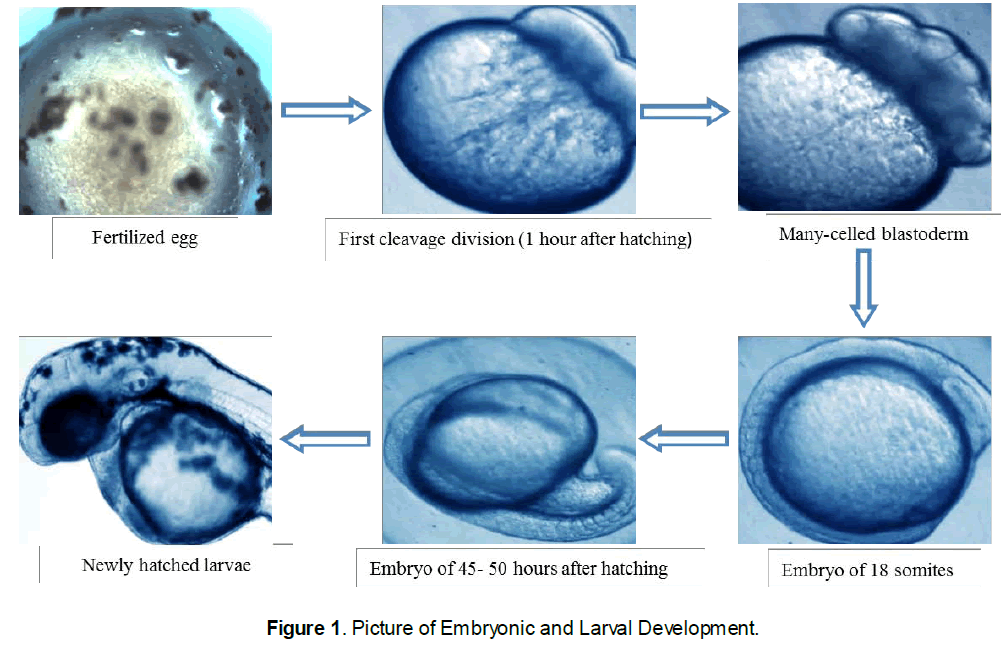 Embryonic-Larval
