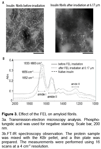 electronic-biology-FEL-amyloid-fibrils