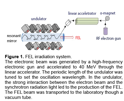 electronic-biology-FEL-irradiation-system