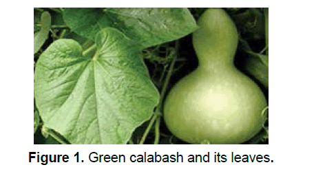 ejbio-Green-calabash