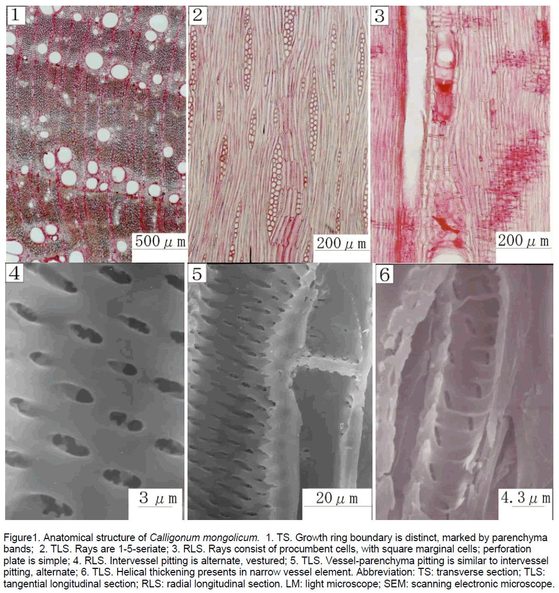 electronic-biology-Growth-ring