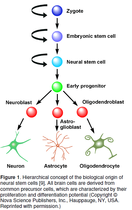 electronic-biology-biological-origin