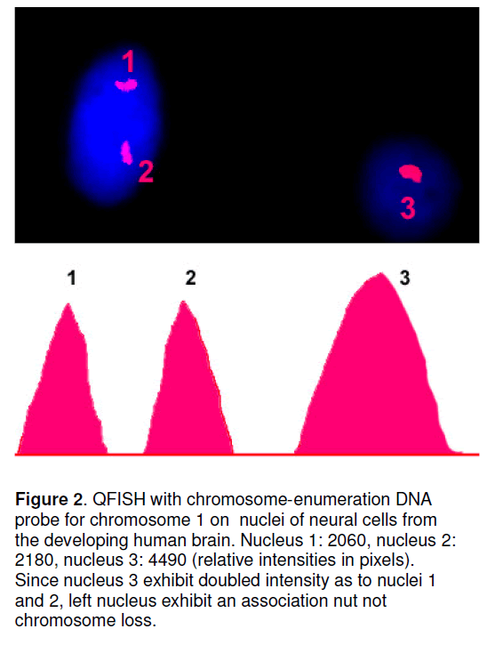 electronic-biology-chromosome-enumeration