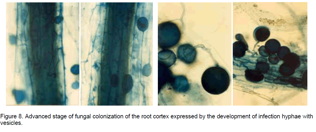 ejbio-fungal-colonization