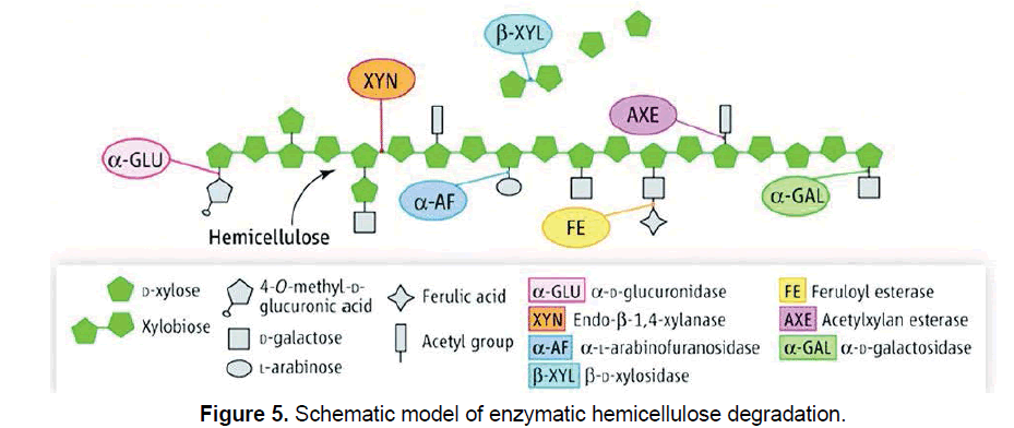 ejbio-hemicellulose-degradation