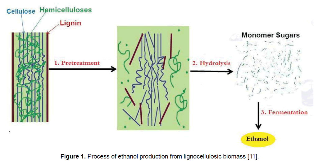ejbio-lignocellulosic-biomass