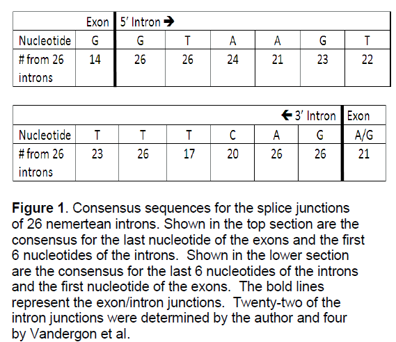 electronic-biology-nemertean-introns