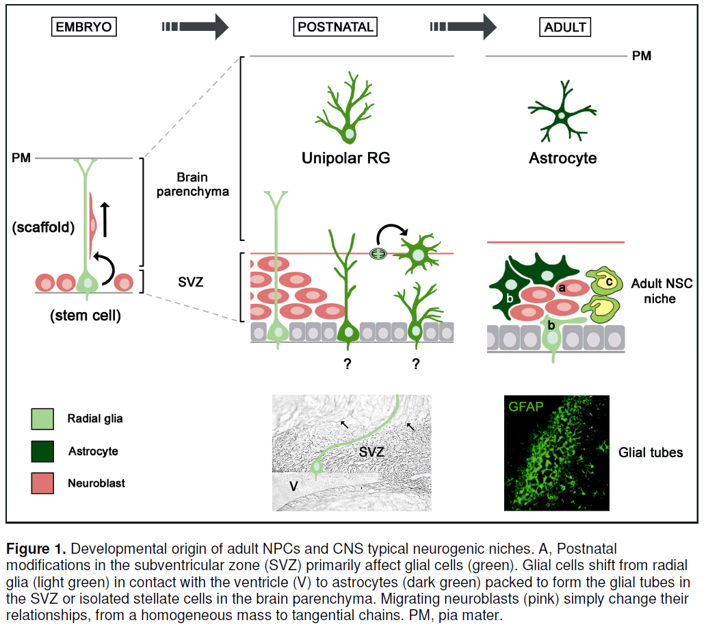 electronic-biology-neurogenic-niches