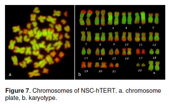 electronic-biology-plate-karyotype