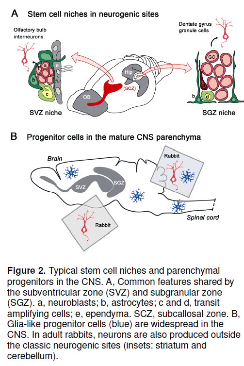 electronic-biology-stem-cell