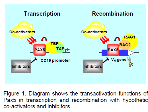 electronic-biology-transactivation-functions