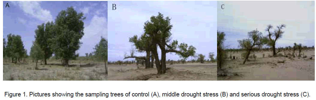 electronic-biology-trees-control
